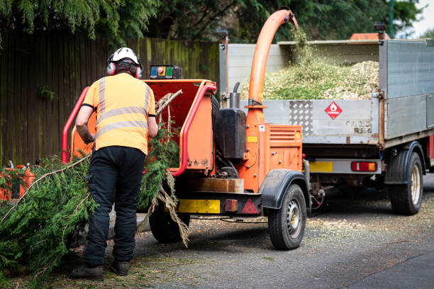 Large Tree Removal in Calverton, MD